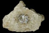 Fossil Crinoid (Aphelecrinus) - Alabama #114396-1